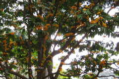 Saraca thaipingensis